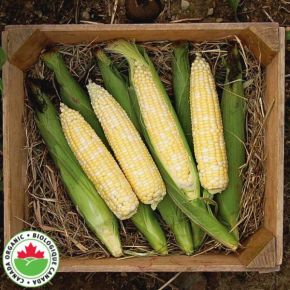 My Fair Lady Organic Corn